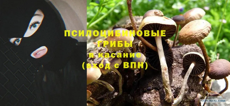 Галлюциногенные грибы MAGIC MUSHROOMS  Железноводск 